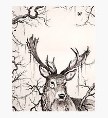Within The Sleeping Forest Photographic Print