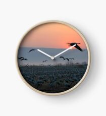 Common crane (Grus grus). Clock
