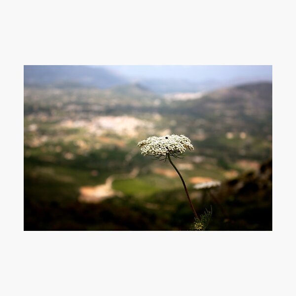 Item preview, Flower of the Hill designed and sold by Adam Devine.