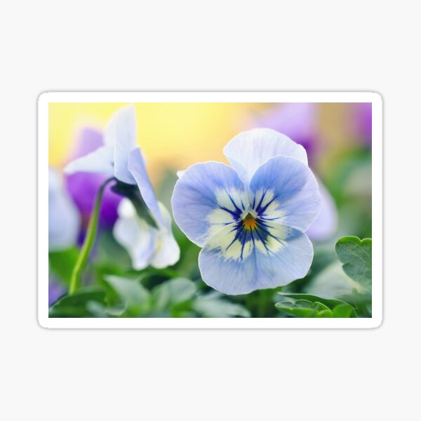 Light Blue Pansy Sticker