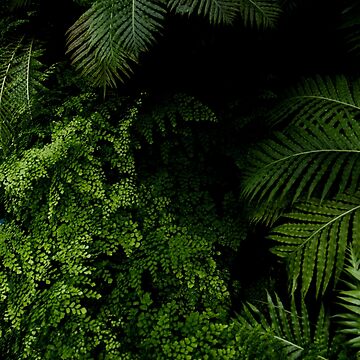 Imagen de la obra Tropical Jungle de VanGalt