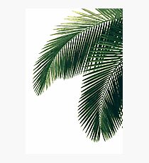 Lámina fotográfica Hojas de palma tropical