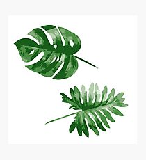 Lámina fotográfica Monstera