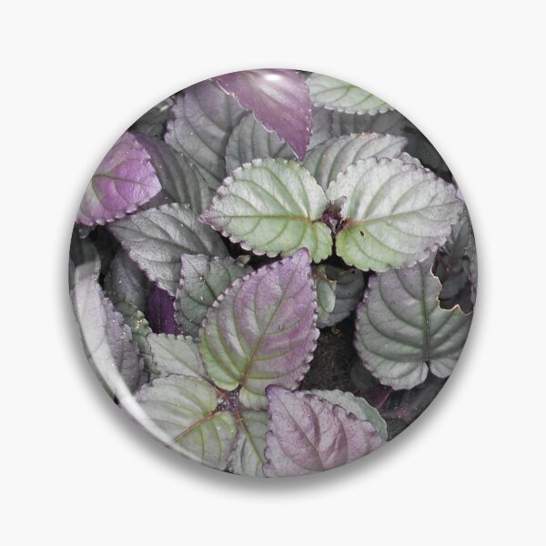 Item preview, Silver and purple leaves (Hemigraphis) designed and sold by Floral-Art.