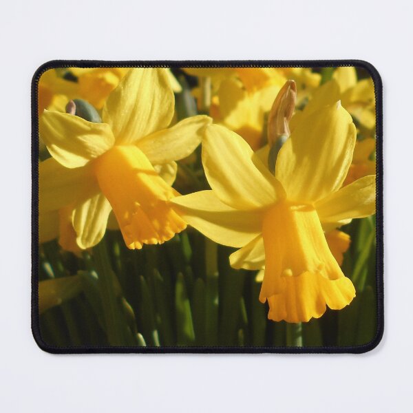 Item preview, Yellow daffodils designed and sold by Floral-Art.