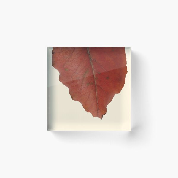 Item preview, Dried Leaves designed and sold by MyArt23.
