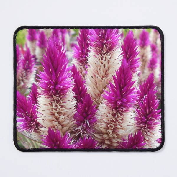 Item preview, Celosia Flowers designed and sold by Floral-Art.
