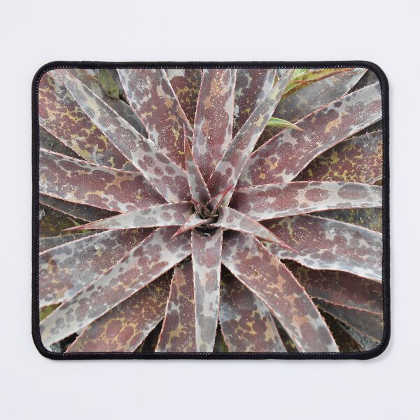 Item preview, Spotted Mangave Plant designed and sold by Floral-Art.