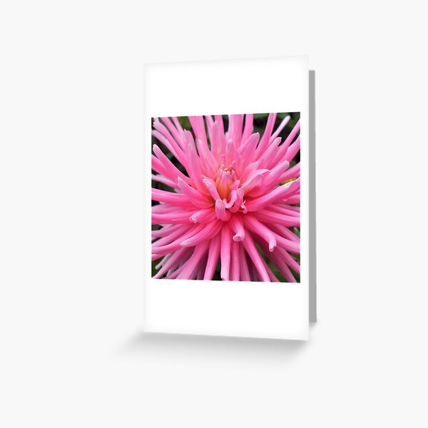 Item preview, Pink flowered cactus Dahlia flower designed and sold by Floral-Art.