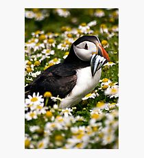 puffin Photographic Print