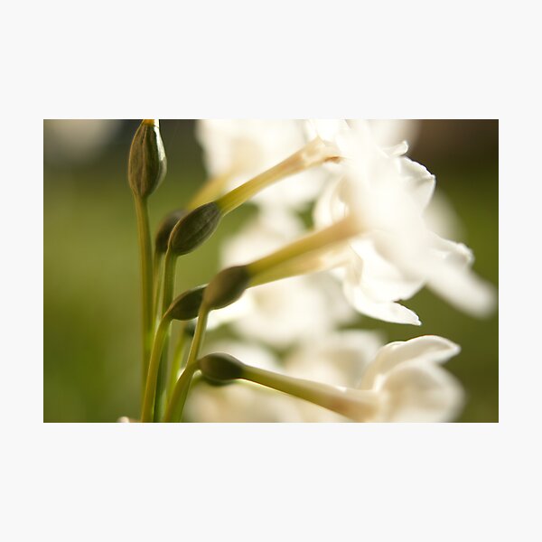 Item preview, underneath the jonquils designed and sold by Brenda Anderson.