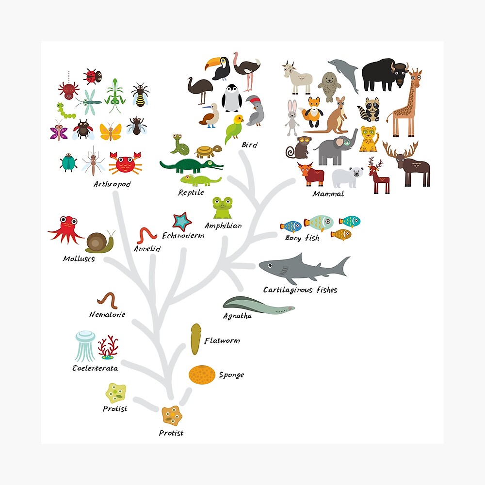 Evolution In Der Biologie Entwurfsevolution Von Den Tieren Lokalisiert Auf Weissem Hintergrund Kindererziehung Wissenschaft Evolution Skala Von Einzelligen Organismus Zu Saugetieren Poster Von Ekaterinap Redbubble