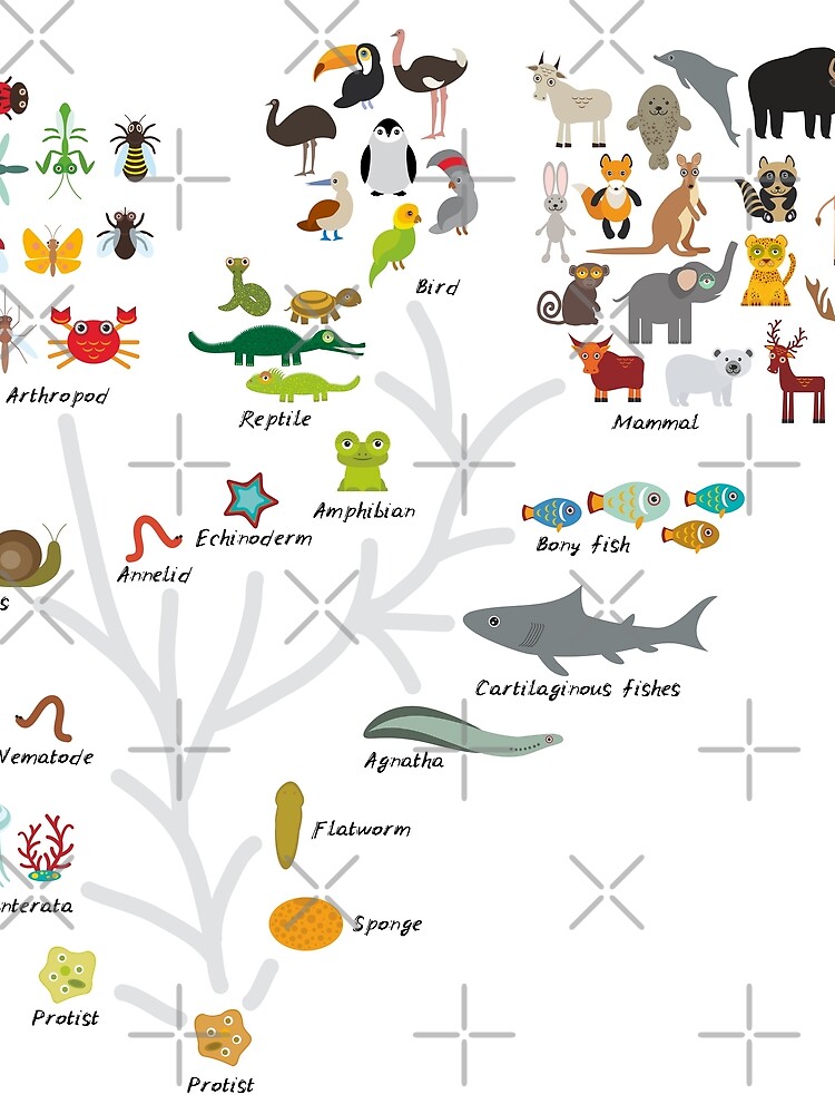 evolution of animals chart        <h3 class=