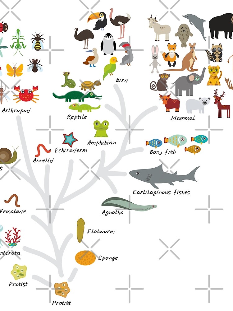 Evolution Of Animals Chart