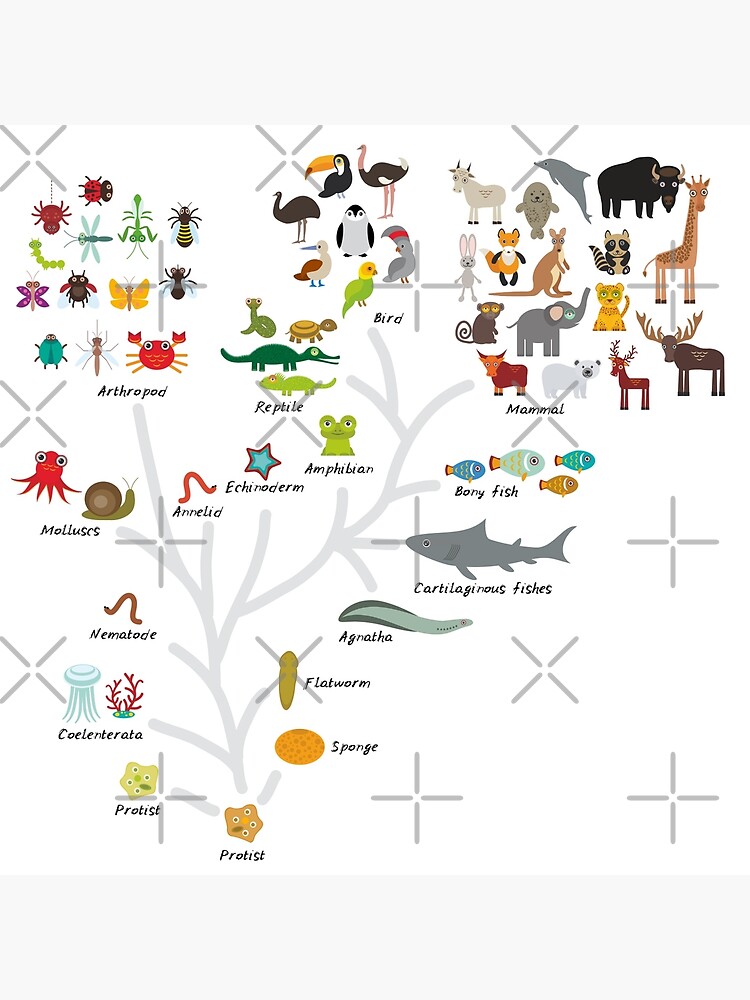 Bébé animaux avec modèles - Pack de coloriages gratuit +11 illustrations -  Ressource pédagogique pour les matières Enseignements artistiques &  Explorer le monde (Cycle 1) & Biologie/Géologie