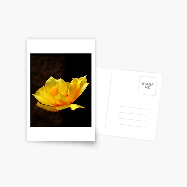 The Awakening Postcard
