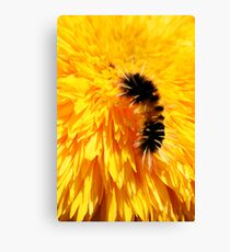 Wooly Bear Canvas Print