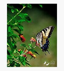 Giant Yellow Swallowtail Photographic Print