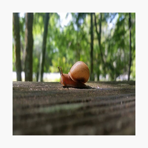 DJ's Snail Photographic Print