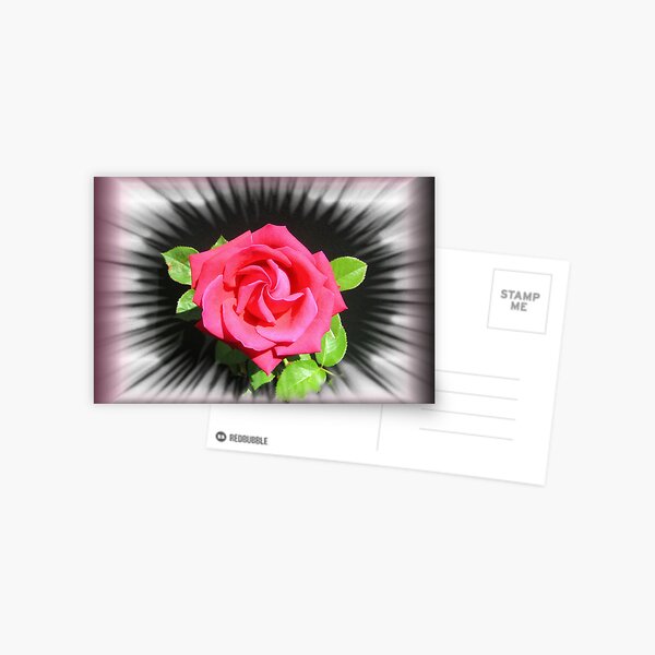 "The Rose" Postcard