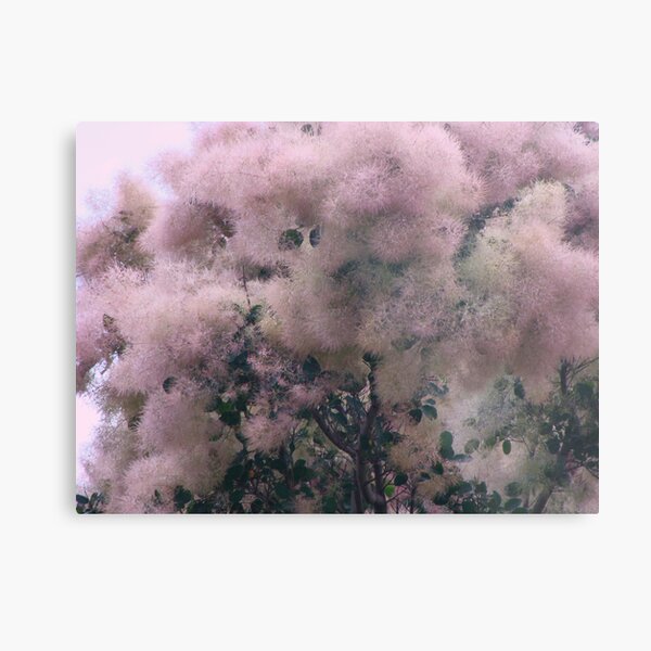 Pink Velvet Metal Print