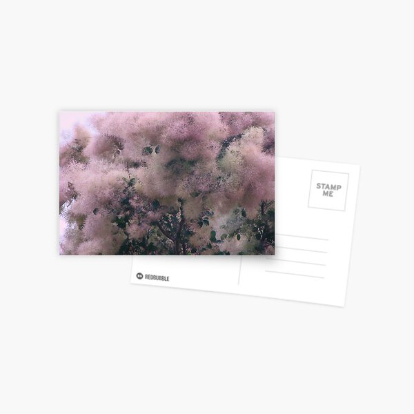 Pink Velvet Postcard
