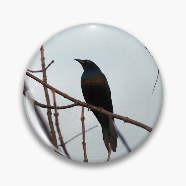 Item preview, Common Grackle Perched In A Tree designed and sold by BackyardBirder.