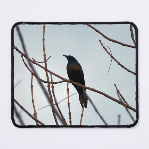 Item preview, Common Grackle Perched In A Tree designed and sold by BackyardBirder.