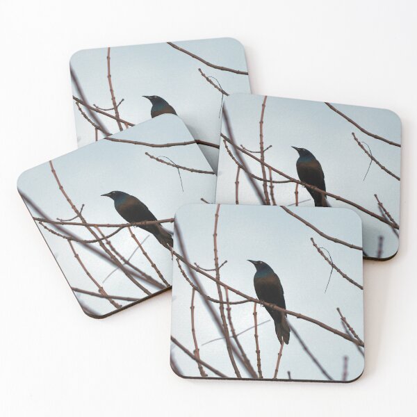 Item preview, Common Grackle Perched In A Tree designed and sold by BackyardBirder.