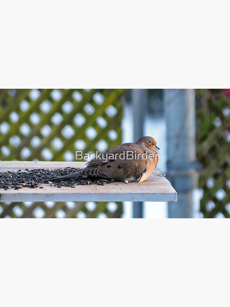 "Sleepy Dove Enjoying Sunflower Seeds" Sticker for Sale by