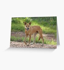 Dingo Greeting Card