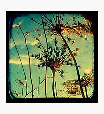 Head in the Clouds - TTV Photographic Print