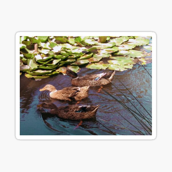 ducks-in-the-lagoon-sticker-for-sale-by-x-animation-redbubble