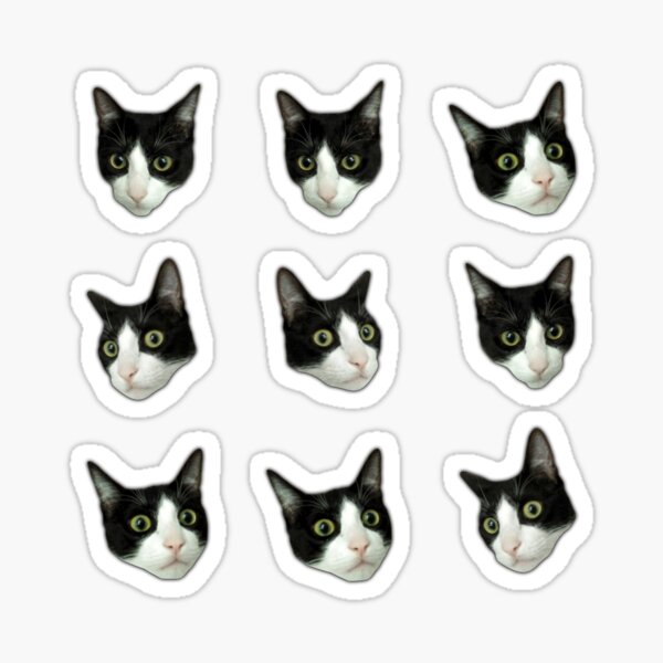 Nico the Oreo cat Pegatina