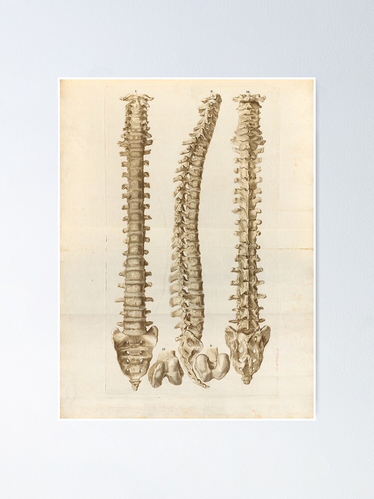 Vintage Medical Posters Of Spinal Cord Medical Poster Poster For Sale By Kartickdutta101