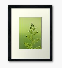 Fern Framed Print