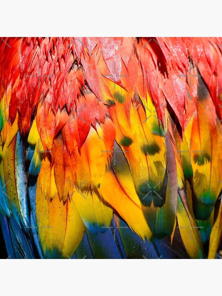 Scarlet Macaw Feathers Texture Photograph Tote Bag for Sale by HotHibiscus