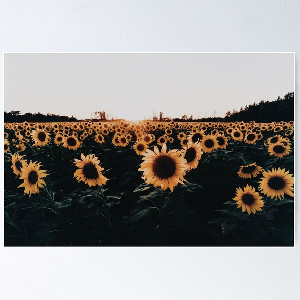 Item preview, Sunflower Field 2015 designed and sold by HoellerPhoto.