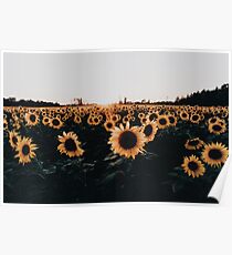 Sonnenblumenfeld 2015 Poster