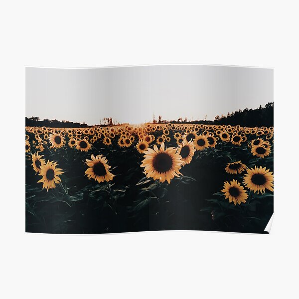 Sunflowers Field Gifts Merchandise Redbubble Images, Photos, Reviews