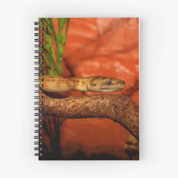 Item preview, Carpet Python designed and sold by KandM.