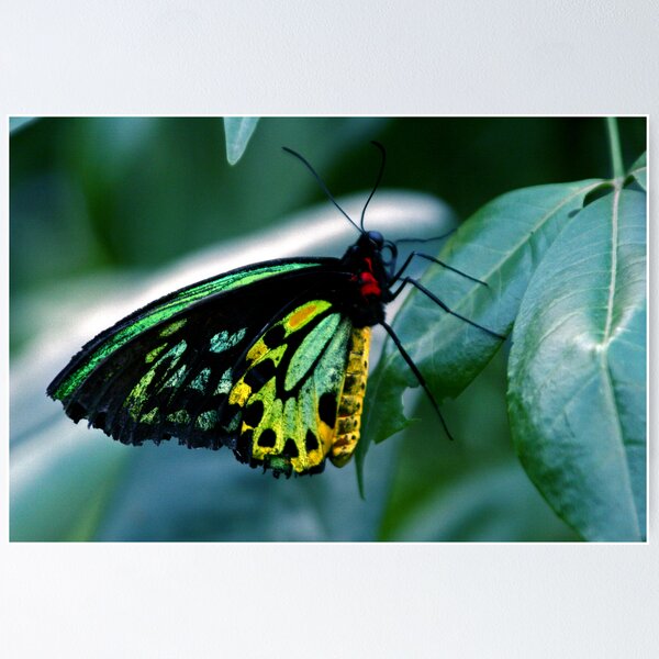 Item preview, Cairns Birdwing designed and sold by Vivid Photography and Designs.