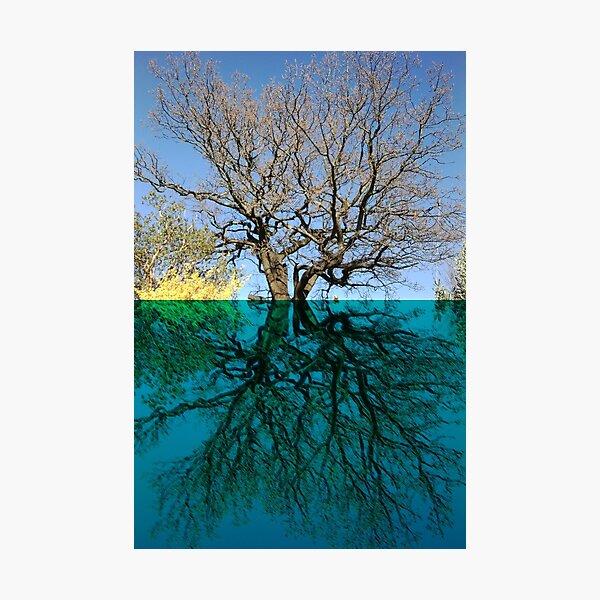 Dancers Tree Art Photo Photographic Print