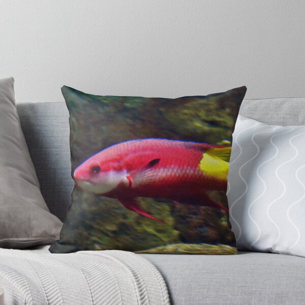 Item preview, Cuban Hogfish designed and sold by Cynthia48.
