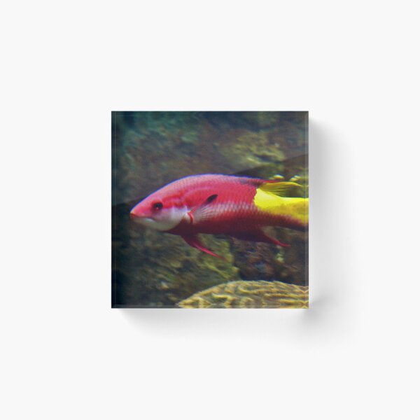 Item preview, Cuban Hogfish designed and sold by Cynthia48.