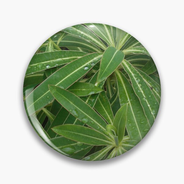 Item preview, Water drops on leaves of Euphorbia designed and sold by Floral-Art.