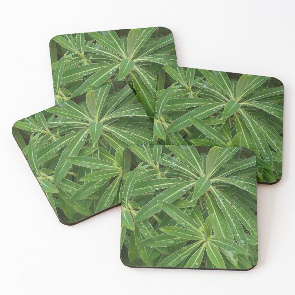 Item preview, Water drops on leaves of Euphorbia designed and sold by Floral-Art.