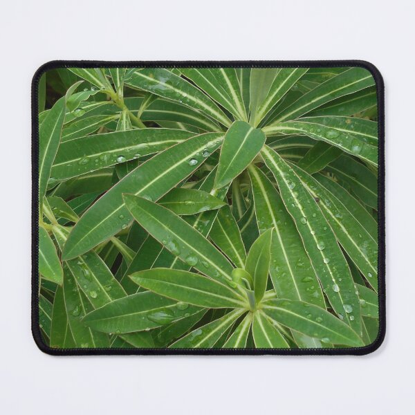 Item preview, Water drops on leaves of Euphorbia designed and sold by Floral-Art.