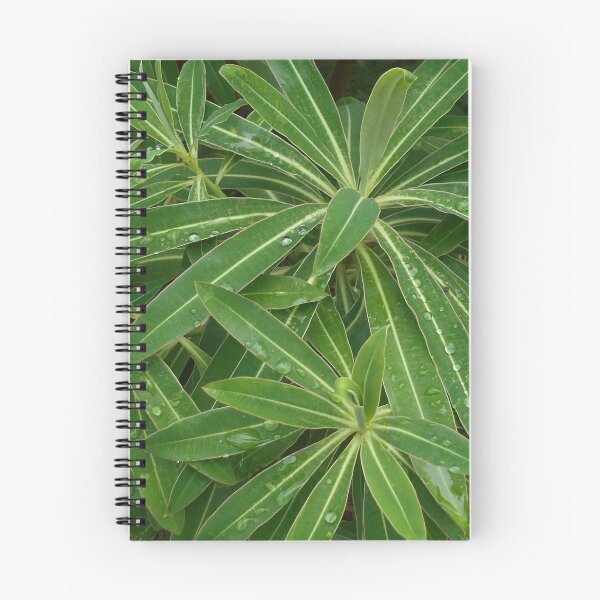 Item preview, Water drops on leaves of Euphorbia designed and sold by Floral-Art.