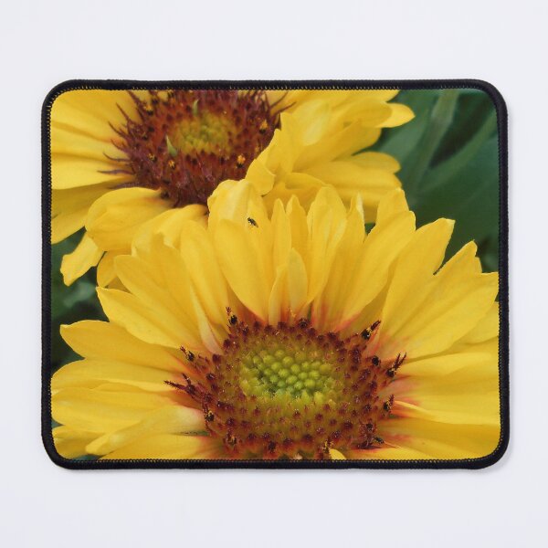 Item preview, Big yellow flowers of Gaillardia designed and sold by Floral-Art.